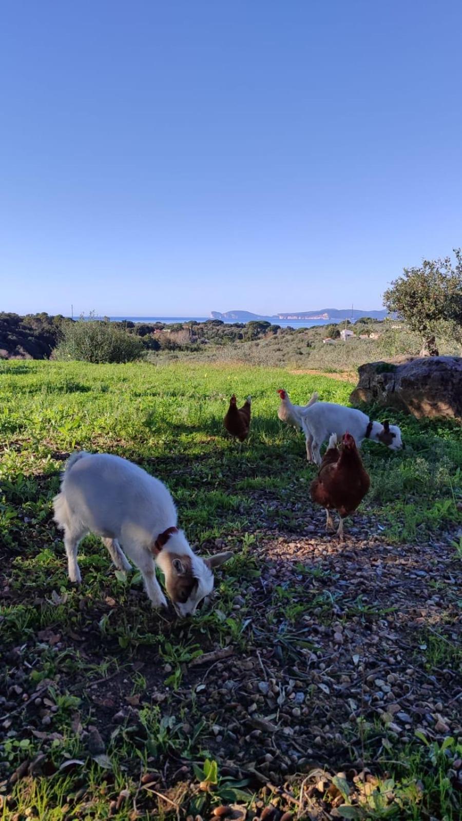 Villa Boeddu, Relax Tra Mare E Campagna Alguer Exterior foto